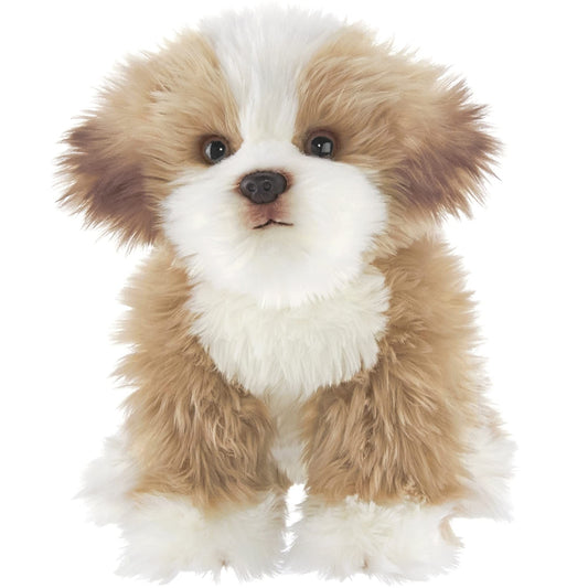 13" Maltipoo Murphy