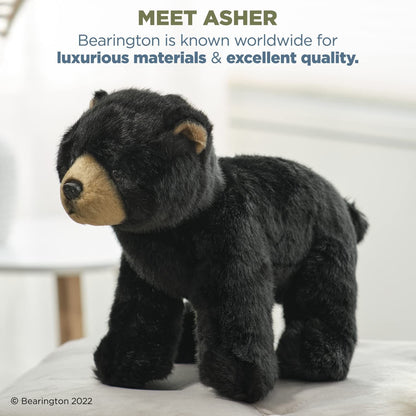 13" Black Bear Asher