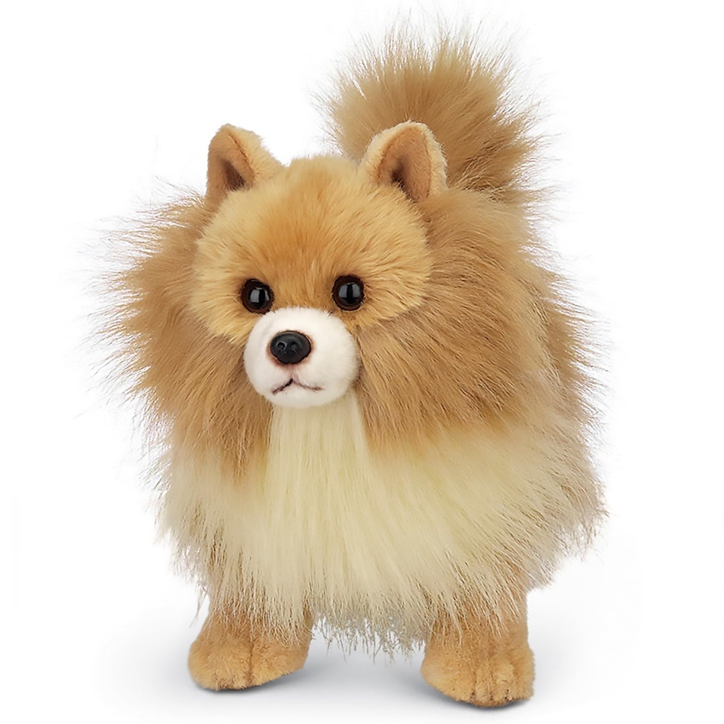 13" Pomeranian Rudy