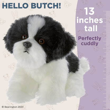 13" Havanese Butch